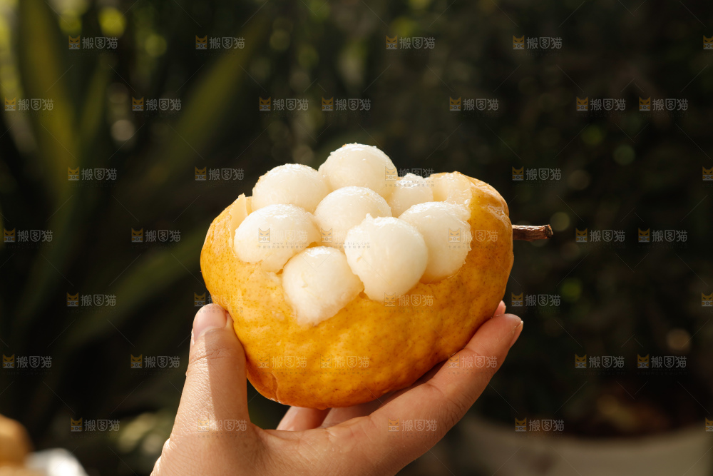 手里拿的丑梨