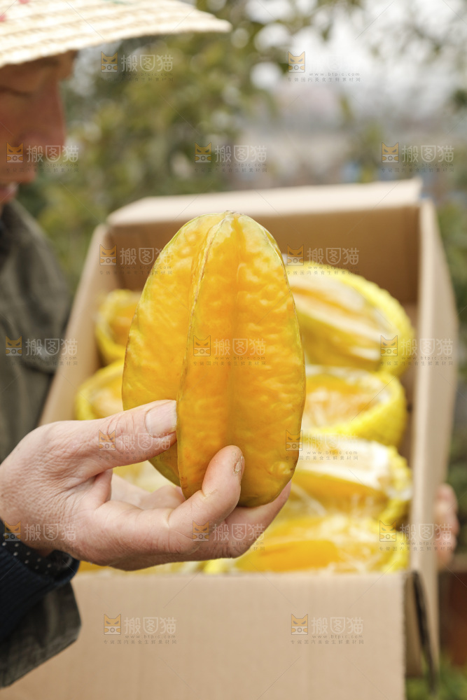 杨桃