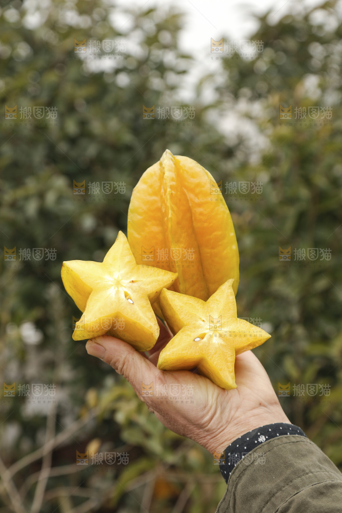杨桃
