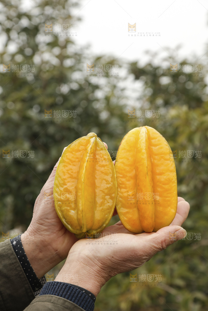 杨桃