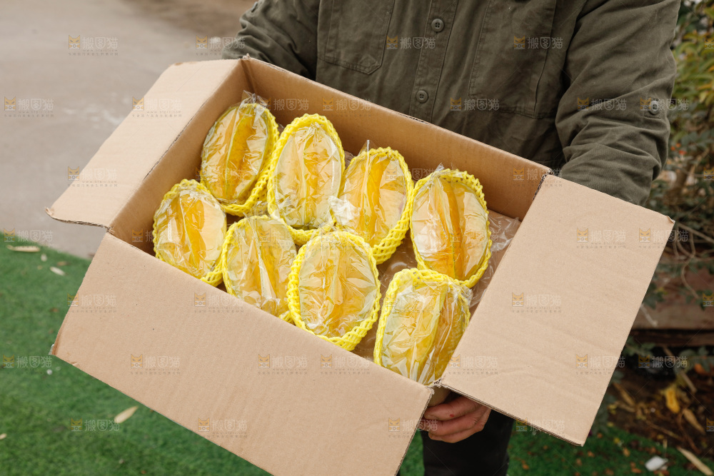 杨桃