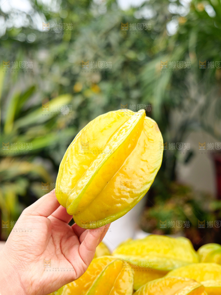 杨桃