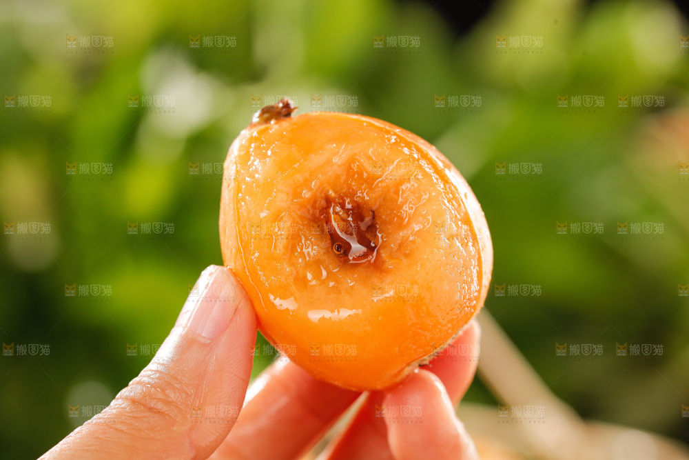 枇杷