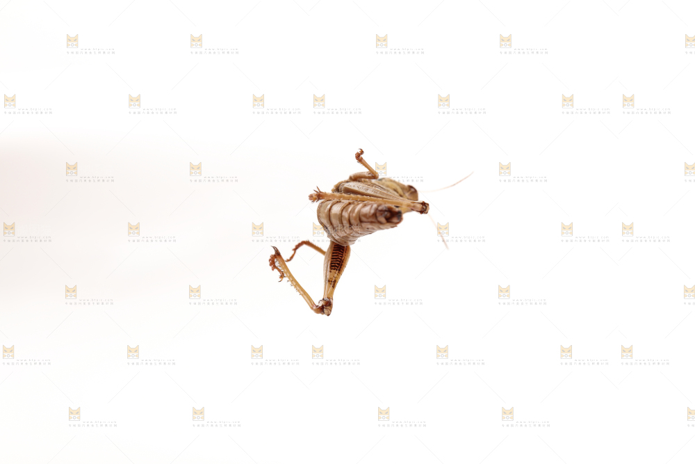 蚂蚱