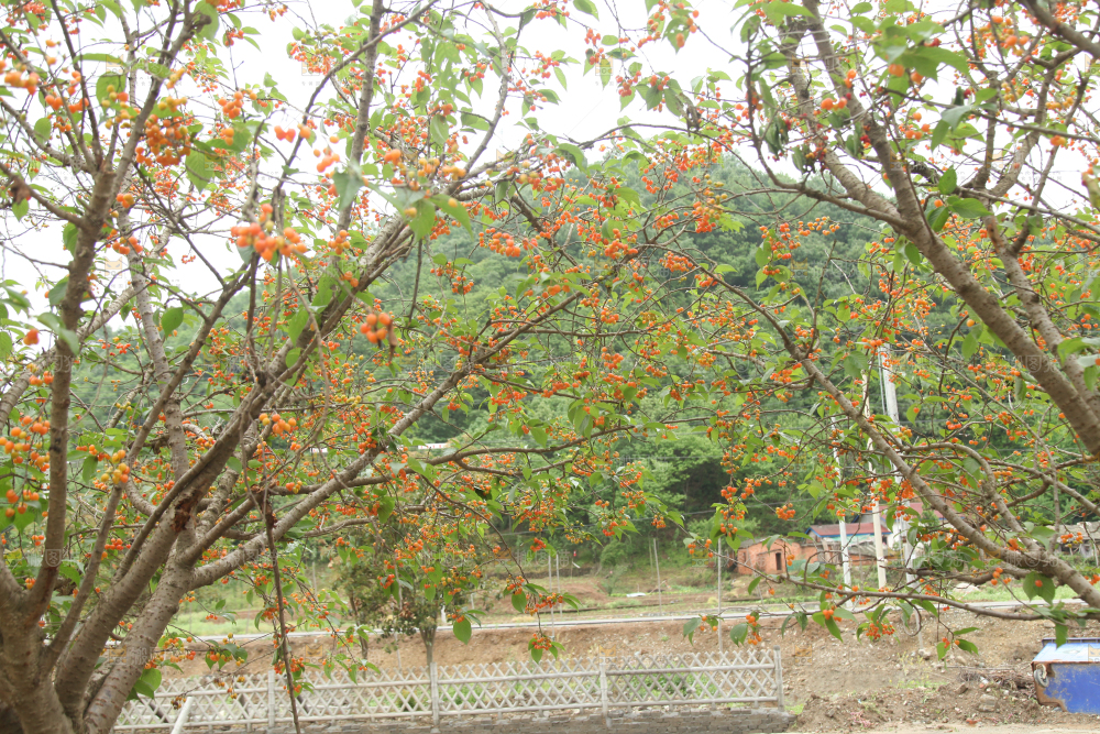 樱桃树