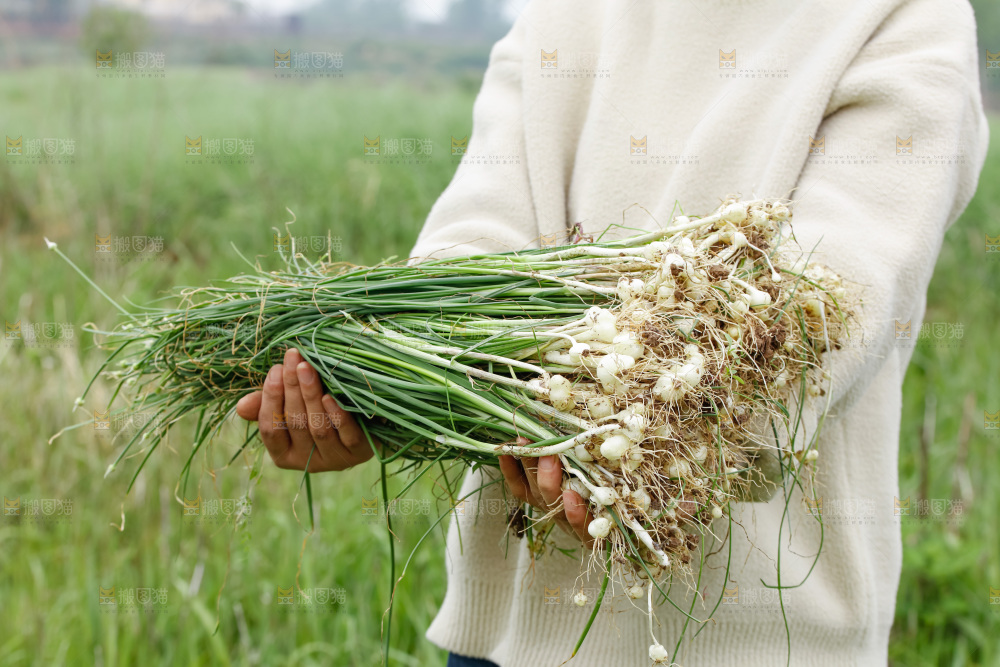 野葱