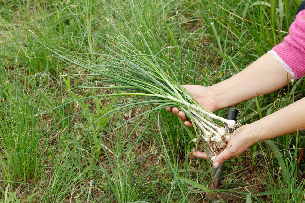 野葱