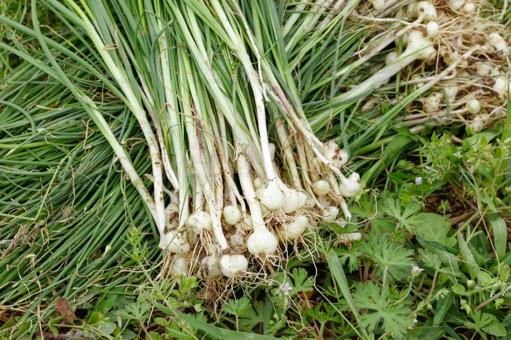 野葱