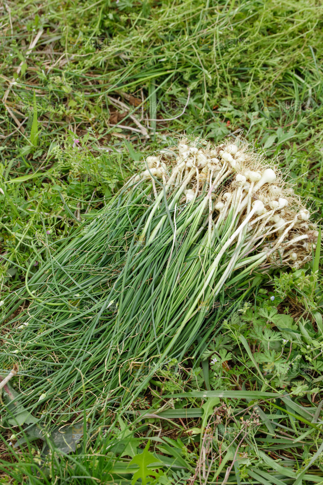 野葱