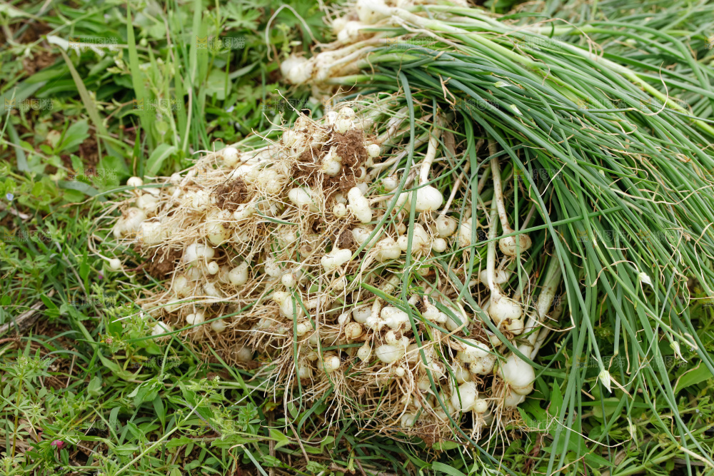 野葱