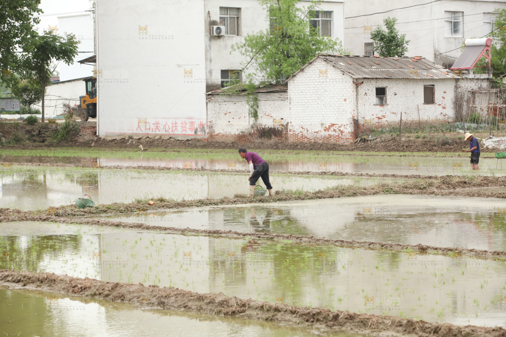 农田