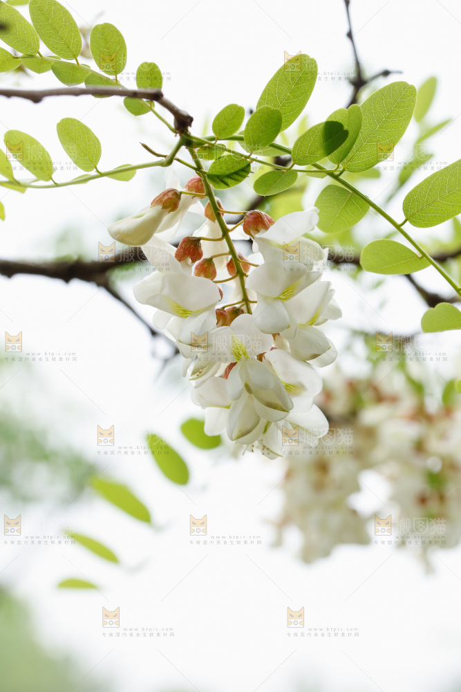 树上的新鲜槐花