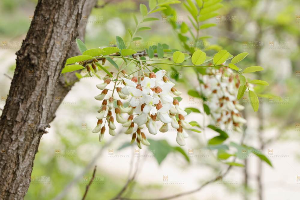 树上的新鲜槐花