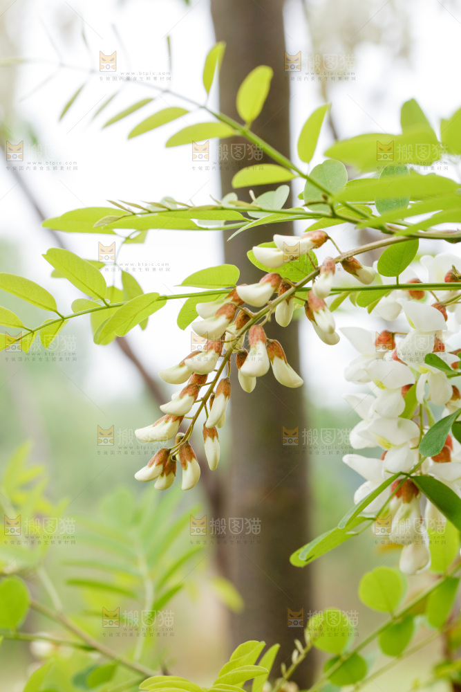 槐花