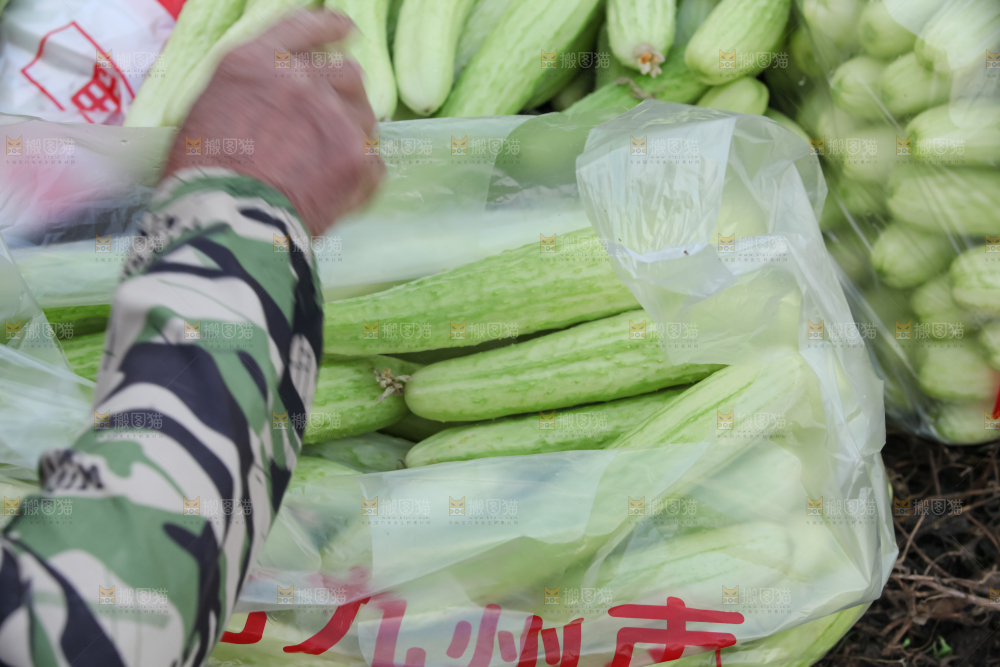 白玉黄瓜