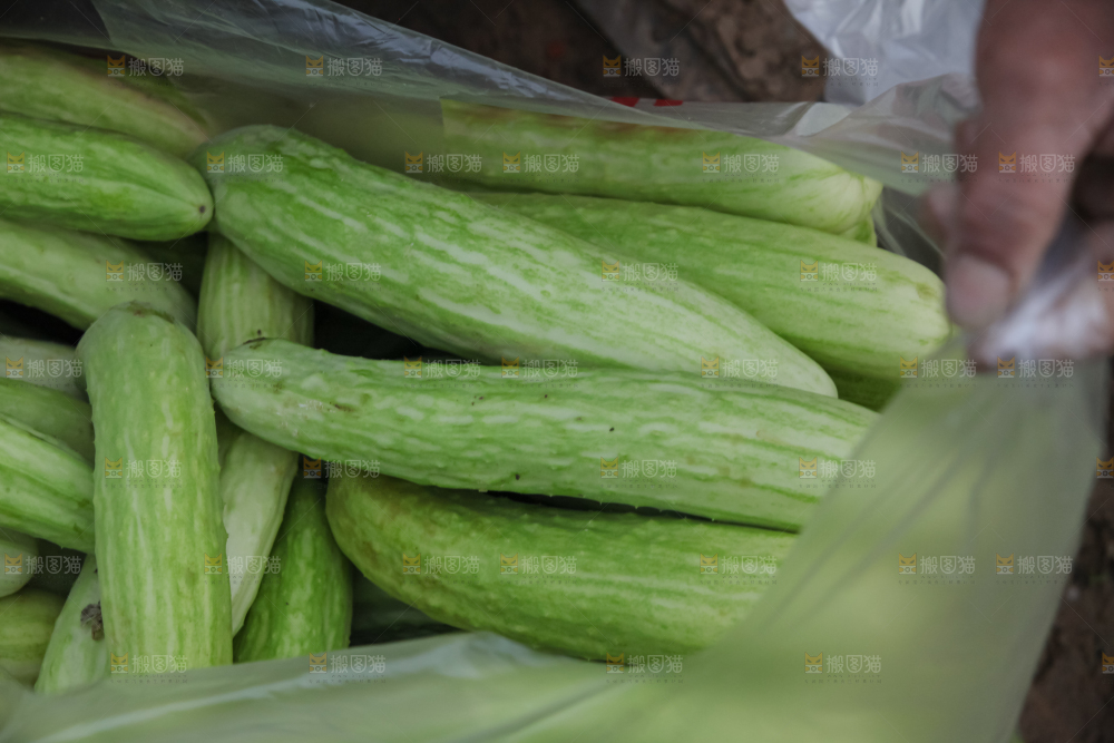 白玉黄瓜