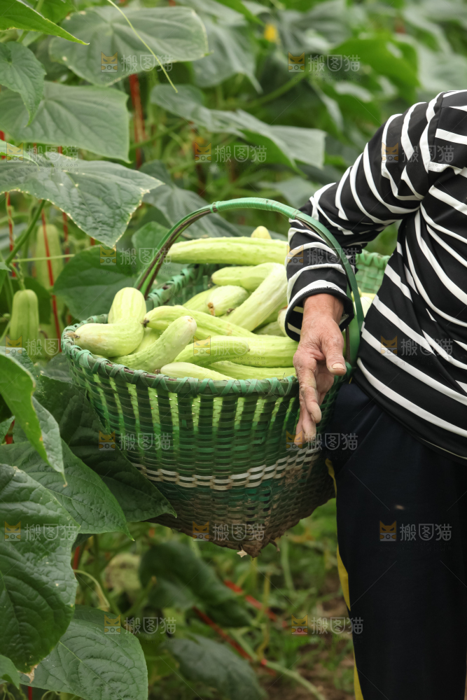 白玉黄瓜