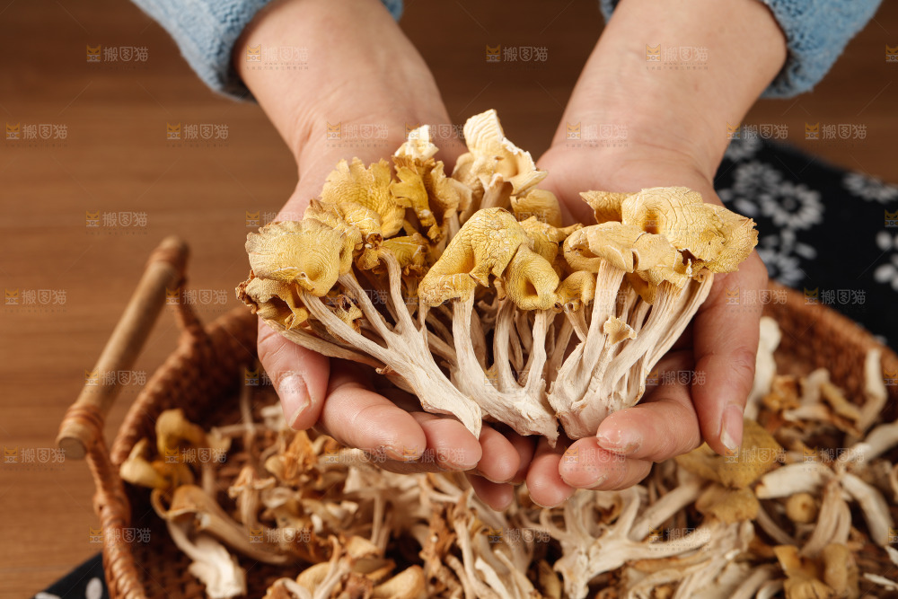 黄金菇