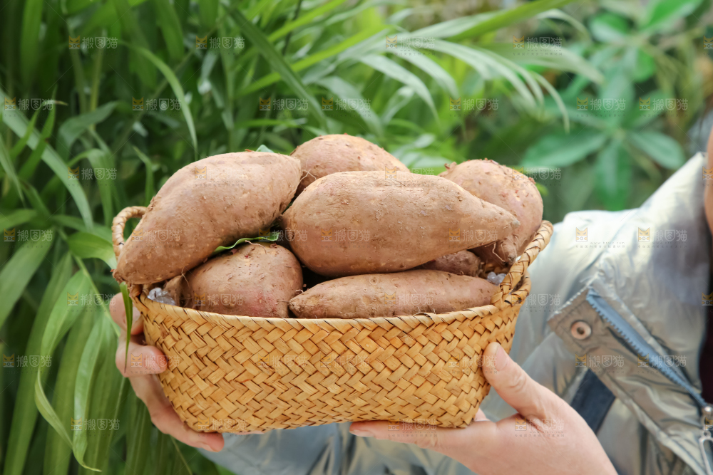 白心红薯
