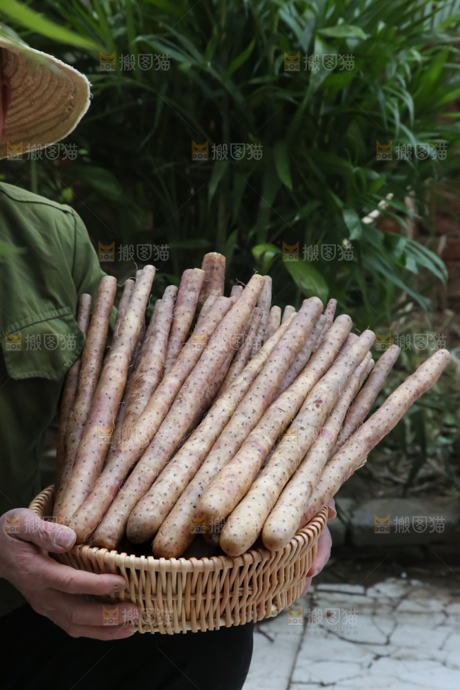 铁棍山药