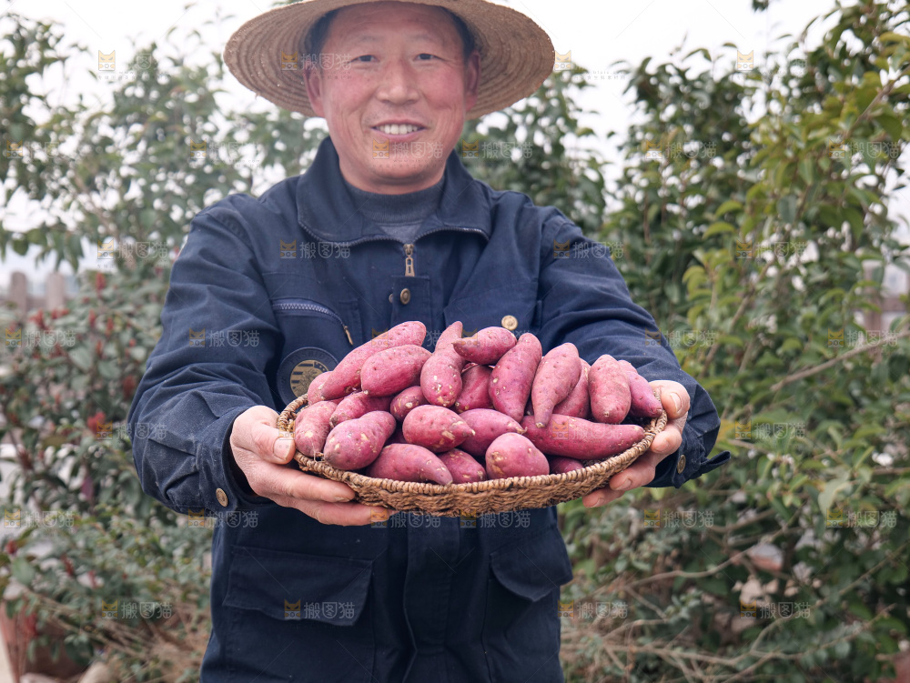 小香薯