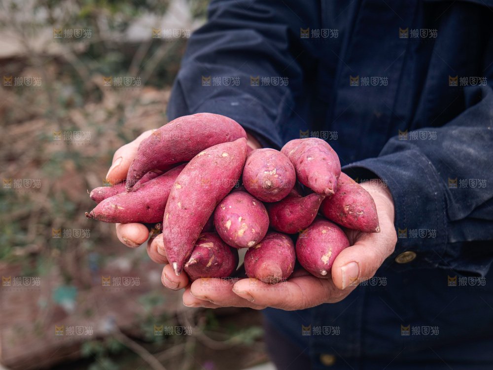 小香薯