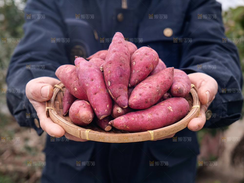 小香薯