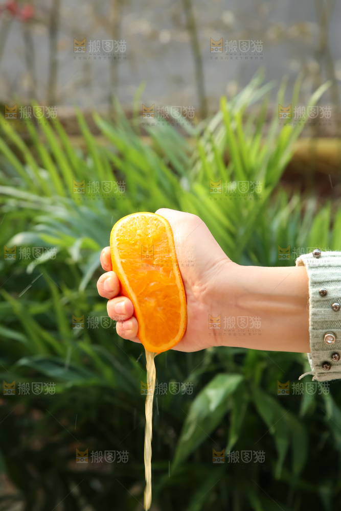 脐橙