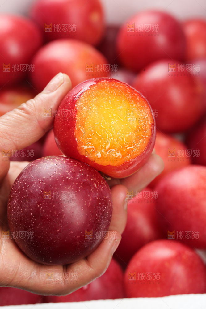 樱桃李