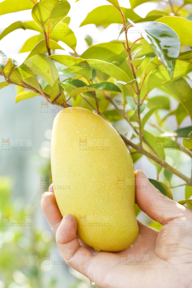 玉芒