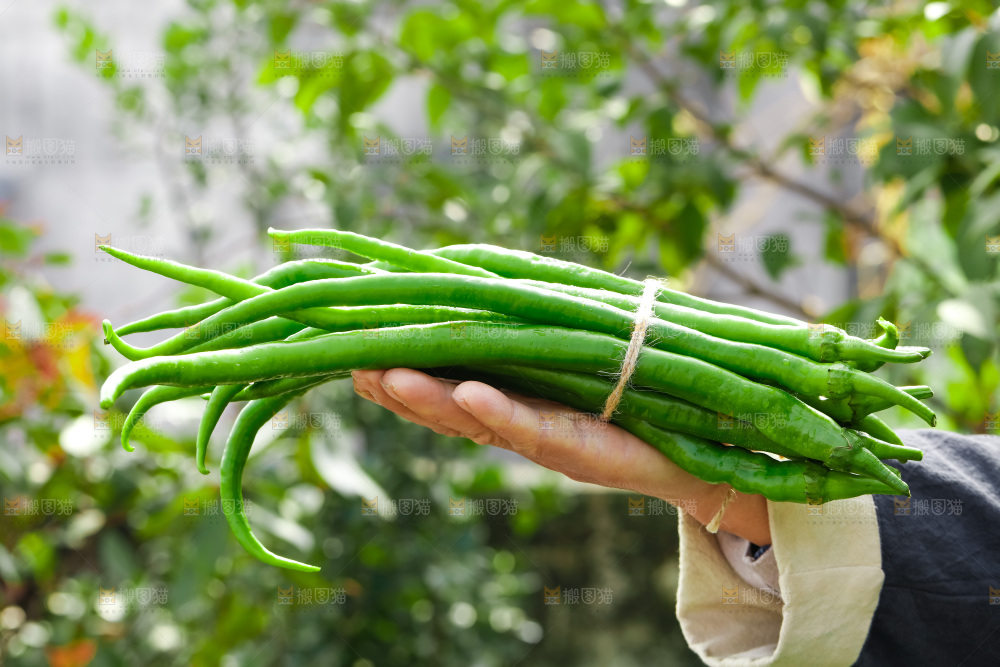 线椒