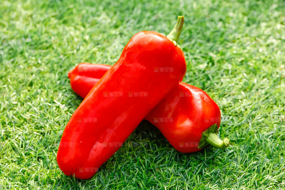 红菜椒