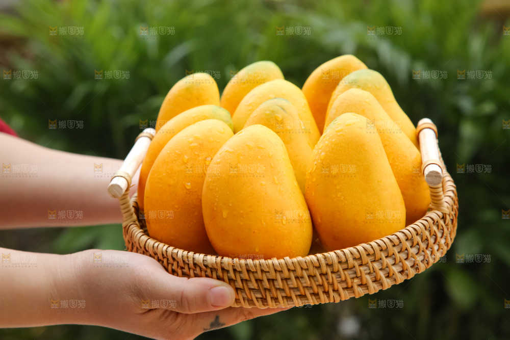 小台芒