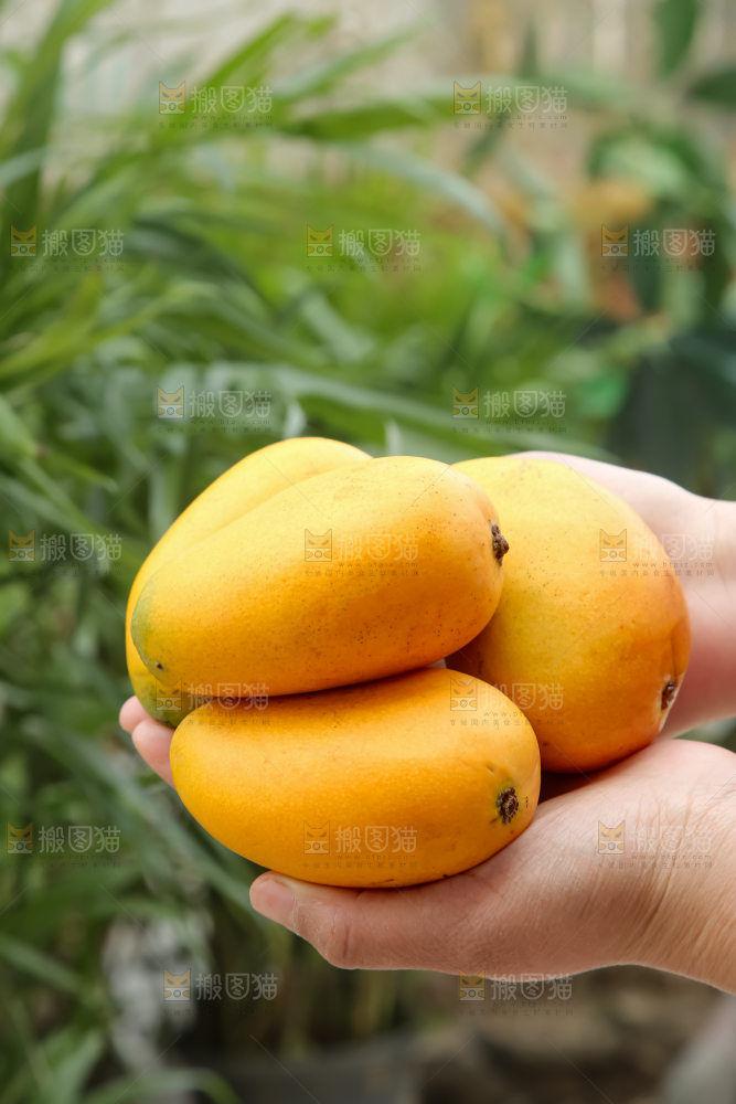 小台芒