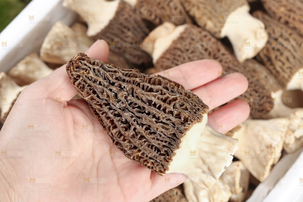 羊肚菌