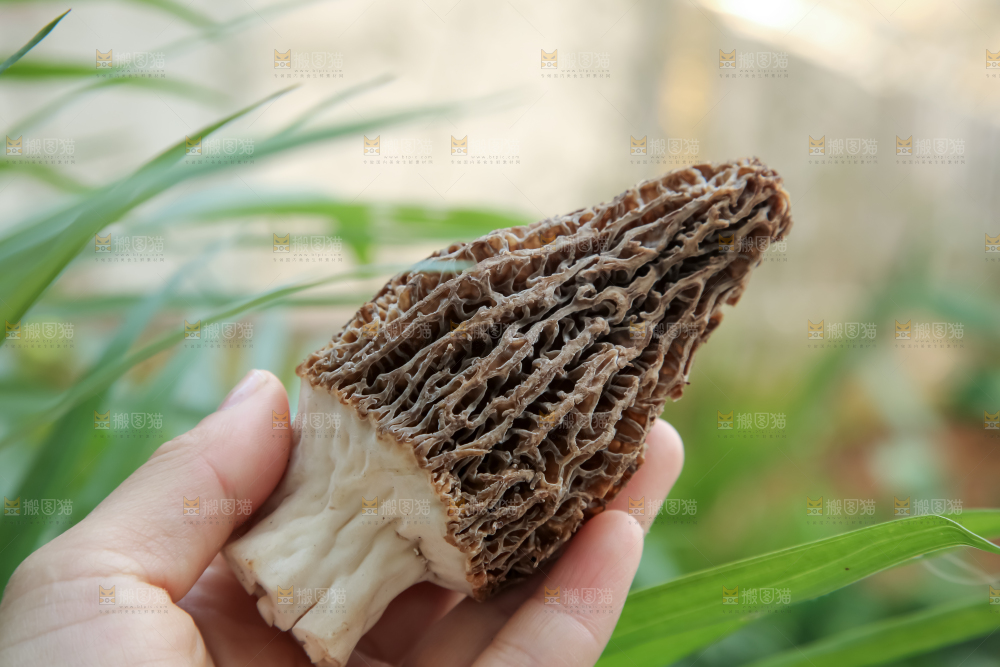 羊肚菌