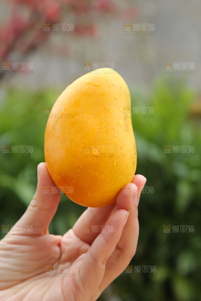 小台芒