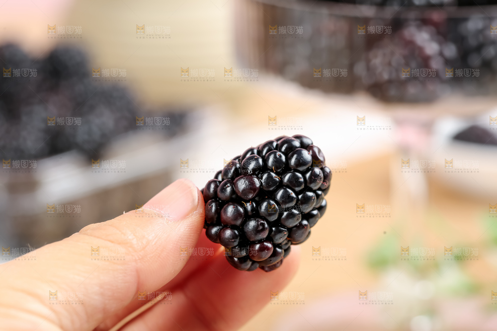 黑莓
