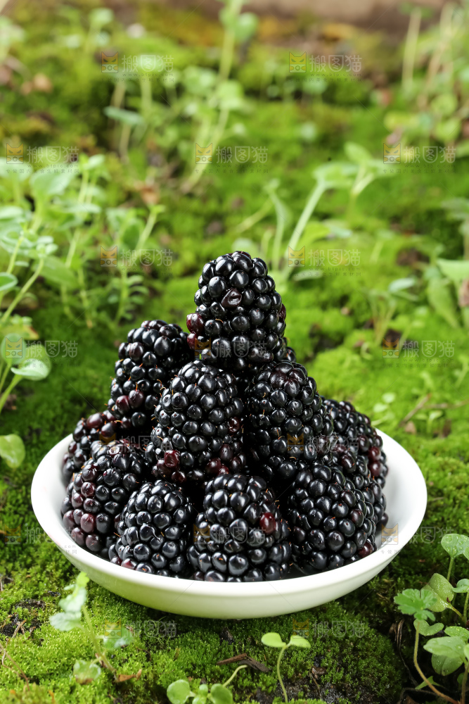 黑莓