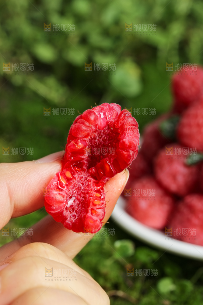 红树莓