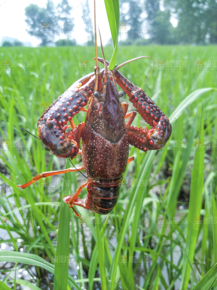 小龙虾