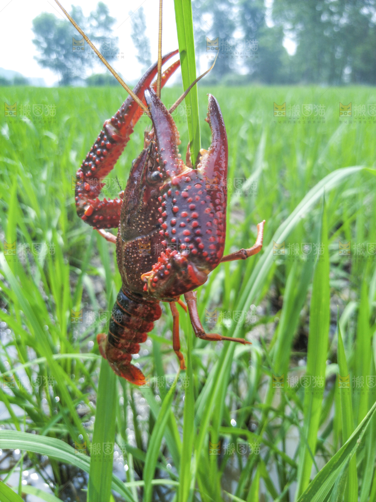 小龙虾