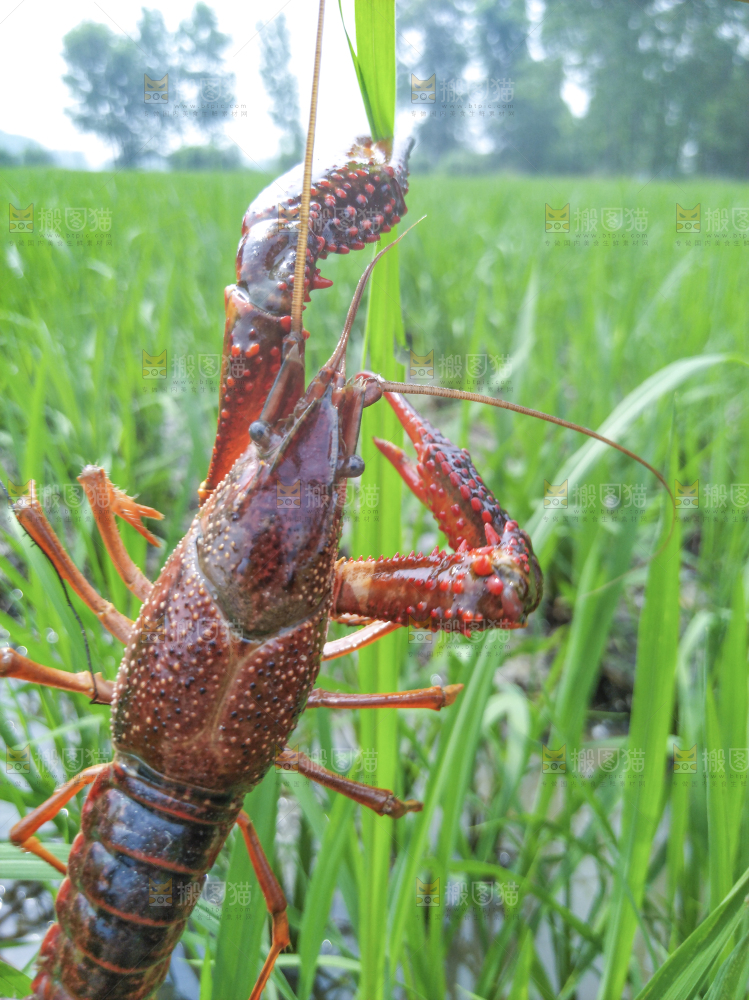 小龙虾