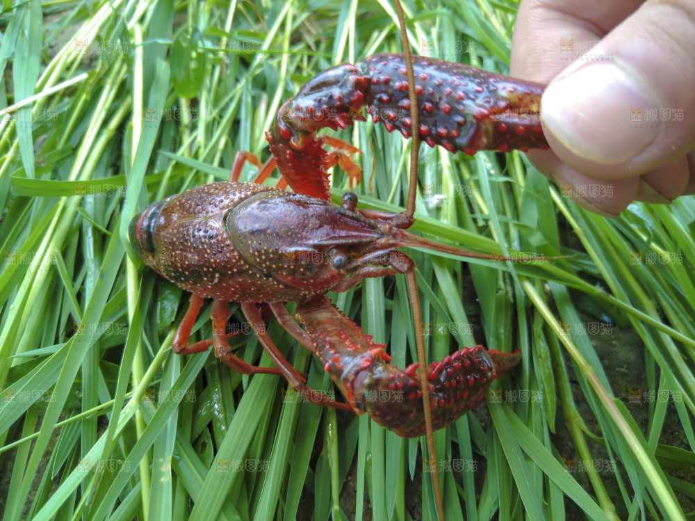 小龙虾