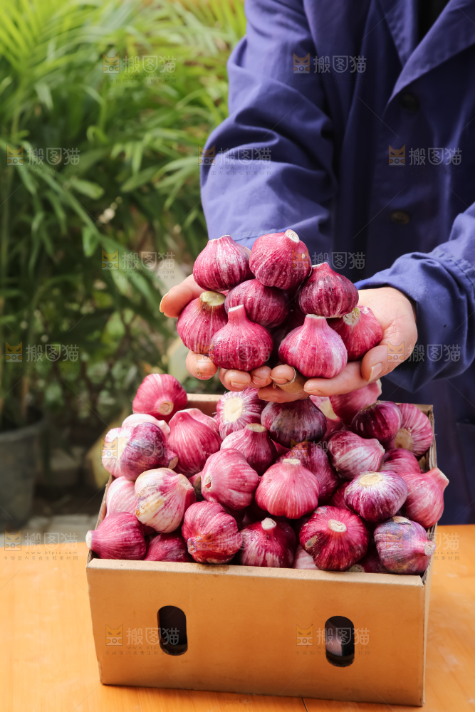 紫皮大蒜