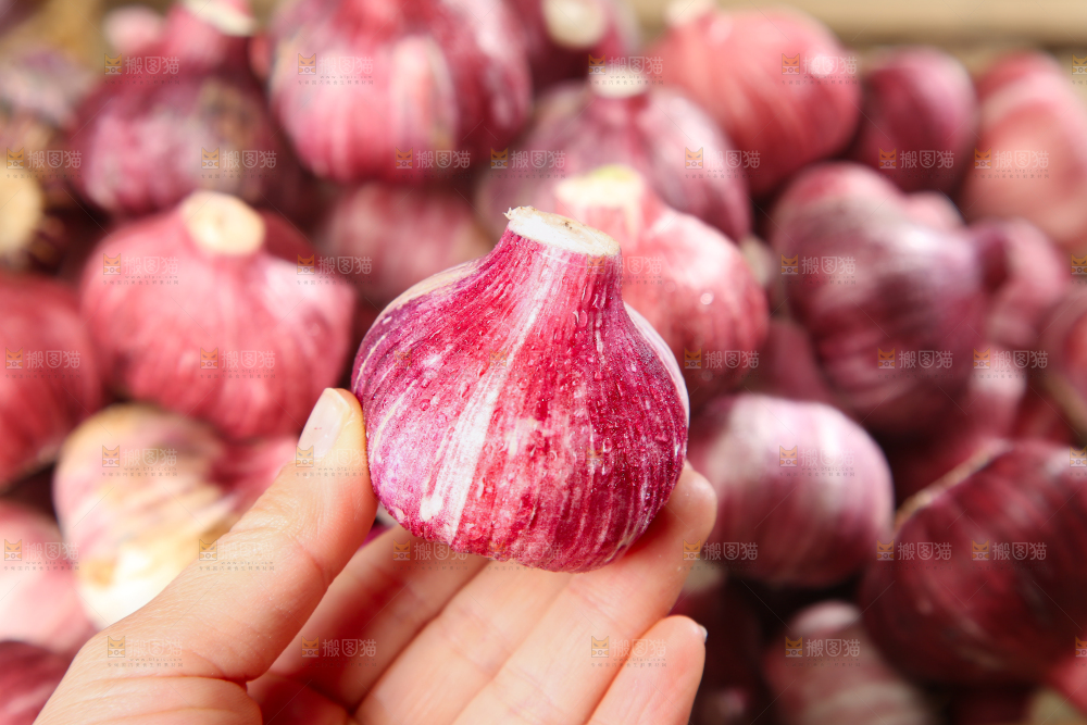紫皮大蒜