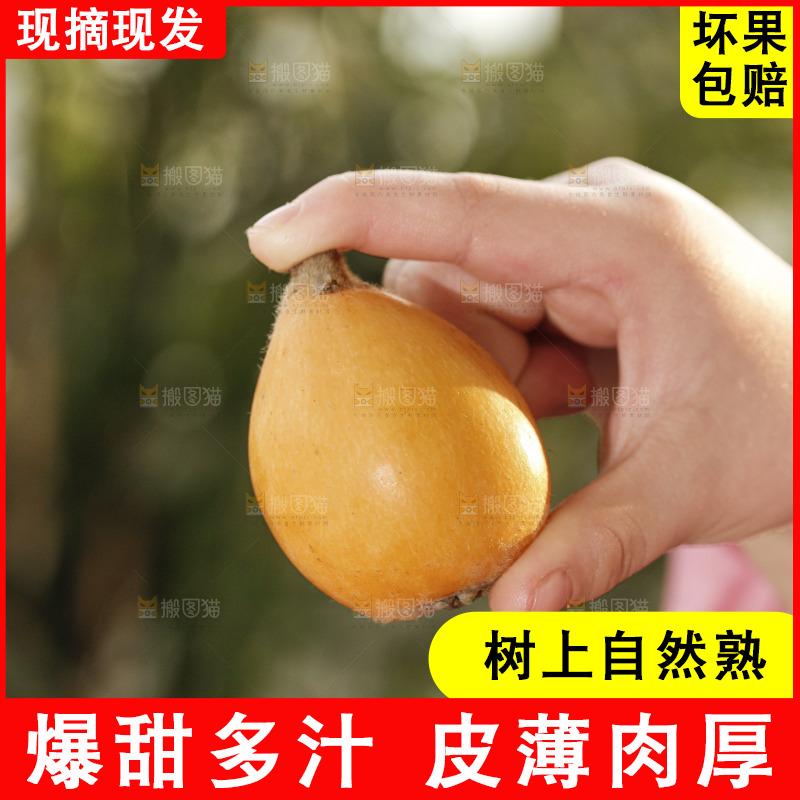 米易枇杷
