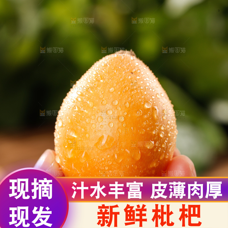 米易枇杷