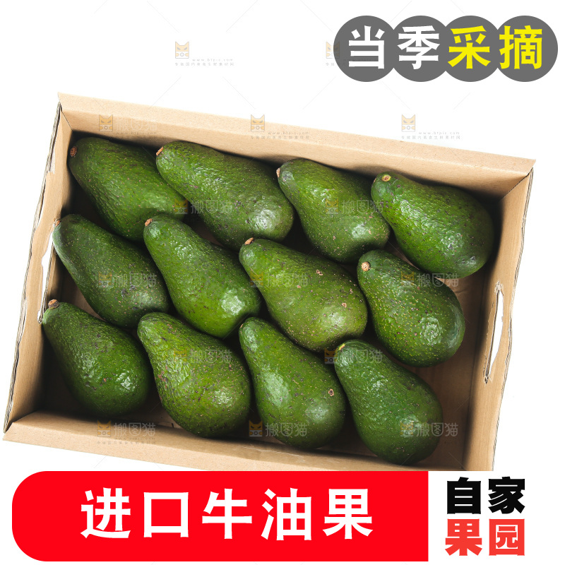 白底上的牛油果