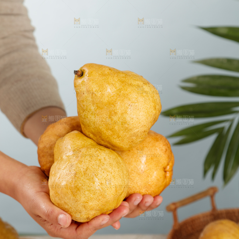 手里拿的丑梨